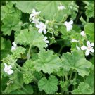 Pelargonium odoratissimum - 5 Seeds