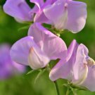 Rose Red Tall Sweet Pea - 100 Seeds