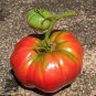 Pinkish Red Tomato Big Apple-sized Fruit - 5 Seeds