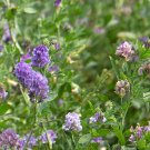 Purple Alfalfa Seed High Quality Forage Perennial Grass - 100 Seeds