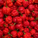 Scorpion Carolina Reaper Jolokia Peter Pepper Mixed Chilli - 100 Seeds