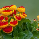 Lovely Funny Flower Calceolaria Herbeohybrida - 100 Seeds