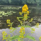 Lysimachia Punctata Perennial - 100 Seeds