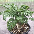Pelargonium laxum Garden Plants - 5 Seeds