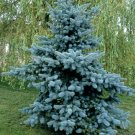 Blue Spruce Tree Picea Tree - 100 Seeds