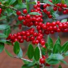 Ilex vomitoria Yaupon Holly Tree - 120 Seeds