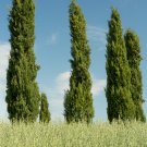 Italian Cypress Trees Platycladus Orientalis - 100 Seeds