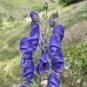 Monkshood - 50 Seeds