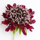 Scabiosa Atropurpurea Black Knight Kings - 20 Seeds