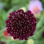 Scabiosa Atropurpurea Black Knight Kings - 20 Seeds