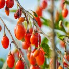 Ning Xia Goji Berry Wolfberry Red Fruit Se eed Plant Beauty Tea - 100 Seeds