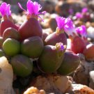 oophytum nanum Succulents Garden Plants - 20 Seeds