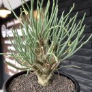 Othonna protecta Fresh - 10 Seeds