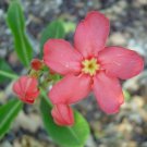 Pachycormus discolor - 5 Seeds
