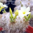 Pachypodium brevicaule subsp. leucoxanthum Potted plants - 2 Seeds