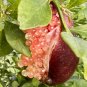 Ice Pink Finger Fruit Lime - 100 Seeds