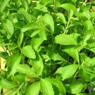 Stevia Herbs Seeds Green Herb - 400 Seeds