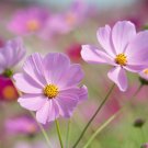 Cosmos Flower Acid Blue Double Flowers with Purple-Black Centre - 100 Seeds