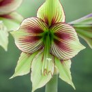Real Amaryllis Flowers Not Bulbs - 100 Seeds
