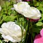 White Ranunculus Plant DIY Potted Plants Germination - 100 Seeds