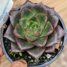 Echeveria Purpusorum - 100 Seeds