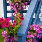 Hanging Petunia Bonsai Flower Blue - 200 Seeds