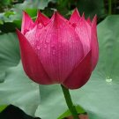 Lotus 'Pink Embroidered Ball' series, Large Spherical Flowers - 20 Seeds