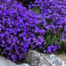 Aubrieta Cascade Bonsai Purple Flower Plants Superb Perennial Ground Cover - 100