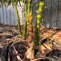 Bambusa Ventricosa Bamboo Hardy Clumping Type - 50 Seeds