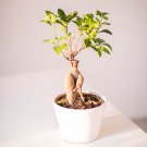 Banyan Tree Ficus Ginseng - 20 Seeds