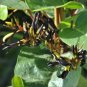 KENNEDIA nigricans Black Coral Pea Ornamental Flowers - 5 Seeds