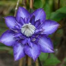 Clematis Bulbs Blue Climbing - 2 Seeds
