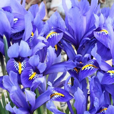 piezas Bonsai Iris Mixed - 100 Seeds