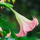 Poeetd plant Brugmansia flower Angel Trumpet fragrant Datura tree - 100 Seeds