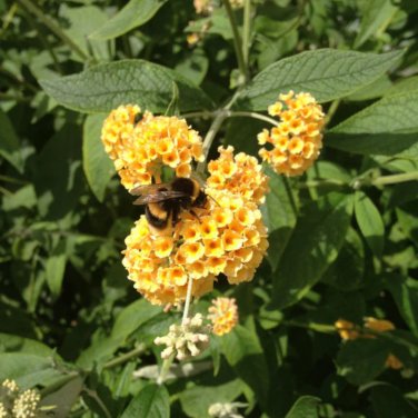 Imported Butterfly Bush Bonsai Buddleia Davidii Mix Flower Bonsai - 50 Seeds