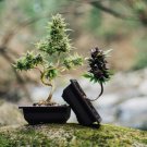 Canna Bonsai, DIY Potted Plants - 111 Seeds
