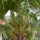 Chinese Fan Palm Bonsai Ornamental Plant Livistona Chinensis Plant - 10 Seeds