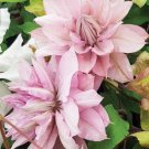 Clematis Light Puple White Edge with White Double Centre Flowers - 100 Seeds