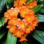 Clivia Bonsai,Cheap Clivia Potted,Bonsai Balcony Flower - 100 Seeds
