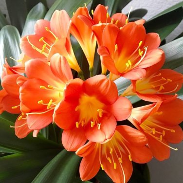 Clivia Bonsai, Indoor Seed Home Garden vase Four Seasons Flowers - 50 Seeds