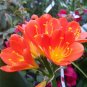 Clivia Plant, Perennial Bonsai Balcony Flower - 100 Seeds