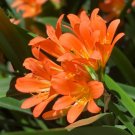Clivia Flower Seeds Mixed 8 Colors - 100 Seeds