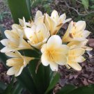 Clivia Milky Yellowish White Colors - 100 Seeds