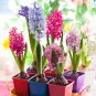 Color Mixing Hyacinth Easy Grow - 1 Seeds