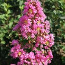 Crapemyrtle Lagerstroemia Indica Tree Flower - 100 Seeds