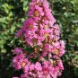Crapemyrtle Lagerstroemia Indica Tree Flower - 100 Seeds