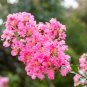 Crapemyrtle Lagerstroemia Indica Tree Flower - 100 Seeds
