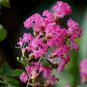 Crapemyrtle Lagerstroemia Indica Tree Flower - 100 Seeds