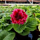 PCS Gloxinia Seeds Dark Red Flowers with White Edge - 100 Seeds