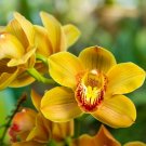 Dendrobium Orchid Flower Bonsai - 100 Seeds